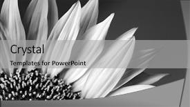  Presentation with sunflower sunflower sunflower sunflower sunflower - Presentation theme featuring beautiful sunflower detail in black and white background and a light gray colored foreground