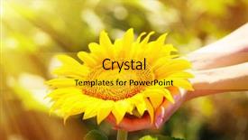  Presentation with beautiful nature - Theme having beautiful sunflower in hands background and a gold colored foreground
