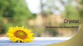 Presentation with sunflower - Beautiful presentation design featuring beautiful sunflower on table backdrop and a yellow colored foreground
