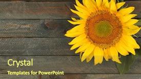  Presentation with sunflower - Colorful slide set enhanced with beautiful sunflower on wooden background backdrop and a tawny brown colored foreground