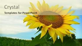  Presentation with sunflower - PPT theme with beautiful sunflower background and a blonde colored foreground