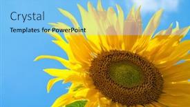  Presentation with sunflower sunflower sunflower sunflower sunflower - 