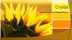  Presentation with sunflowers - Audience pleasing theme consisting of beautiful sunflowers field and palette backdrop and a yellow colored foreground