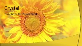  Presentation with baseball field of dreams - Presentation theme having beautiful sunflowers field with sunlight background and a gold colored foreground