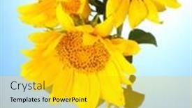  Presentation with sunflowers - Audience pleasing PPT layouts consisting of beautiful-sunflowers-on-blue-background backdrop and a gold colored foreground