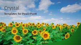  Presentation with sunflowers - Audience pleasing presentation theme consisting of beautiful-sunflowers-on-sunny-summer backdrop and a light blue colored foreground