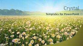  Presentation with beautiful nature - Cool new presentation theme with beautiful-sunny-camomile-meadow backdrop and a light blue colored foreground