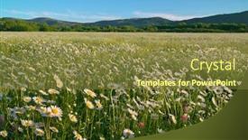  Presentation with beautiful nature - Presentation design enhanced with beautiful-sunny-camomile-meadow background and a tawny brown colored foreground
