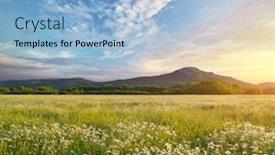 Presentation with beautiful nature - Colorful slide deck enhanced with beautiful-sunny-camomile-meadow backdrop and a light blue colored foreground