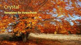  Presentation with earth day - Presentation theme consisting of beautiful sunny day in autumnal forest colorful foliage in the autumn park location place of ukraine europe seasonal wallpaper background photo of nature concept discover the beauty of earth background and a tawny brown colored foreground