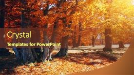 Presentation with earth day - Beautiful presentation theme featuring beautiful sunny day in autumnal forest colorful foliage in the autumn park location place of ukraine europe seasonal wallpaper background photo of nature concept discover the beauty of earth backdrop and a tawny brown colored foreground
