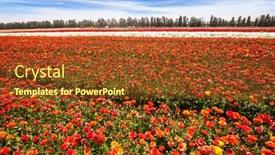  Presentation with botanical - Audience pleasing theme consisting of beautiful-sunny-spring-day-israel backdrop and a tawny brown colored foreground