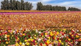  Presentation with botanical garden - Cool new presentation theme with beautiful-sunny-spring-day-multi backdrop and a red colored foreground