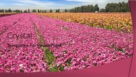  Presentation with botanical - Amazing presentation design having beautiful-sunny-spring-day backdrop and a coral colored foreground