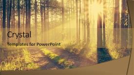  Presentation with woods - Audience pleasing presentation consisting of mystery road misty landscape morning - beautiful sunset in the woods backdrop and a yellow colored foreground