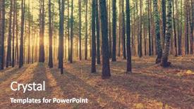  Presentation with woods - Colorful PPT layouts enhanced with beautiful sunset in the woods backdrop and a violet colored foreground