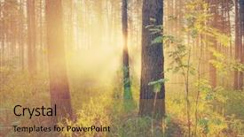  Presentation with woods - Beautiful slide deck featuring beautiful sunset in the woods backdrop and a  colored foreground