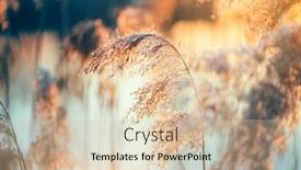  Presentation with river forest - Colorful PPT layouts enhanced with beautiful-sunset-landscape-scene-reed backdrop and a soft green colored foreground