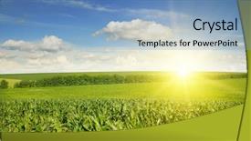  Presentation with corn - Presentation theme featuring beautiful sunset on corn field background and a light blue colored foreground