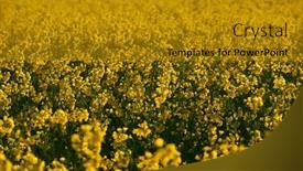  Presentation with rapeseed - Colorful PPT theme enhanced with beautiful-sunset-over-yellow-flowers backdrop and a gold colored foreground