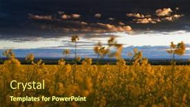  Presentation with rapeseed - Theme having beautiful-sunset-over-yellow-flowers background and a tawny brown colored foreground