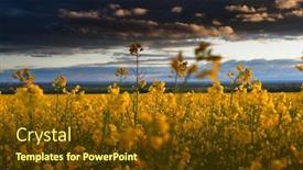  Presentation with rapeseed - Amazing PPT theme having beautiful-sunset-over-yellow-flowers backdrop and a tawny brown colored foreground