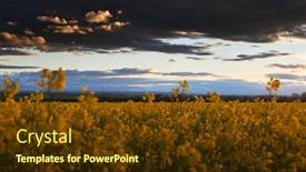  Presentation with rapeseed - PPT theme consisting of beautiful-sunset-over-yellow-flowers background and a tawny brown colored foreground