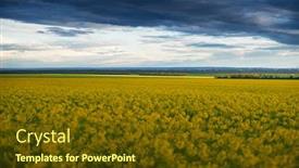  Presentation with rapeseed - PPT theme featuring beautiful-sunset-over-yellow-flowers background and a tawny brown colored foreground