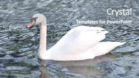  Presentation with beautiful moraine lake - Beautiful presentation theme featuring beautiful swan on the lake backdrop and a  colored foreground