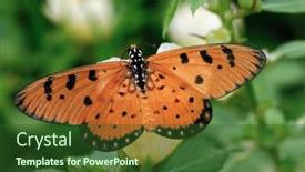  Presentation with tawny - Beautiful theme featuring beautiful tawny coaster butterfly perching at a flower backdrop and a forest green colored foreground