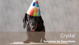  Presentation with birthday - PPT layouts having beautiful teckel puppy dog with birthday hat sitting on wooden board curious of what is down there against gray studio background background and a coral colored foreground
