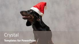  Presentation with dog christmas - Cool new slides with pensive against gray studio background backdrop and a gray colored foreground