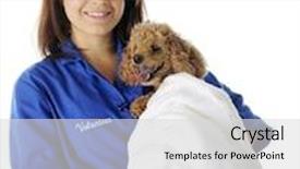  Presentation with poodle - Presentation theme featuring beautiful teen volunteer happily holding a toy poodle wrapped in a white towel on a white background background and a light gray colored foreground