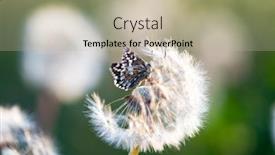  Presentation with dandelion - PPT theme with beautiful-tender-delicate-butterfly background and a mint green colored foreground