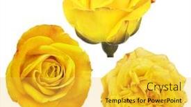  Presentation with yellow color - Beautiful presentation theme featuring beautiful-three-yellow-color-roses backdrop and a yellow colored foreground