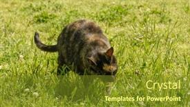  Presentation with summer sun - PPT theme consisting of beautiful-tortie-cat-eating-grass background and a tawny brown colored foreground