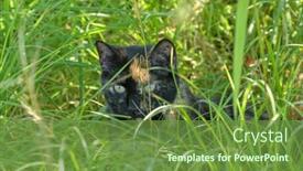  Presentation with tall - PPT theme having beautiful-tortie-cat-hiding background and a tawny brown colored foreground