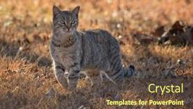  Presentation with walking cat - PPT theme having beautiful-tortie-tabby-cat-walking background and a tawny brown colored foreground
