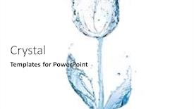  Presentation with tulip - Presentation theme consisting of beautiful-transparent-aqueous-tulip-isolated background and a white colored foreground
