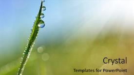  Presentation with beautiful fresh leaves water drops - Colorful PPT theme enhanced with beautiful transparent drops of water backdrop and a  colored foreground