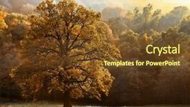  Presentation with scenery - Audience pleasing PPT theme consisting of beautiful tree of colour autumn backdrop and a  colored foreground
