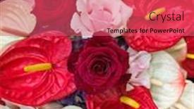  Presentation with rose flower - Colorful theme enhanced with beautiful tropical anthurium flowers backdrop and a coral colored foreground