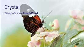  Presentation with tropical flowers - Presentation theme enhanced with beautiful tropical butterfly large postman background and a  colored foreground