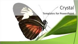  Presentation with butterfly - PPT theme with beautiful tropical butterfly large postman background and a  colored foreground