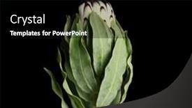  Presentation with dark flower - Audience pleasing PPT layouts consisting of beautiful tropical flower on dark background backdrop and a black colored foreground