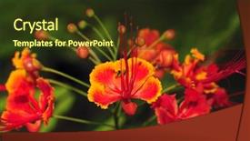  Presentation with india - Beautiful presentation design featuring beautiful tropical flower backdrop and a tawny brown colored foreground