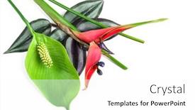  Presentation with tropical flowers - Slide deck with beautiful-tropical-flowers-and-leaves background and a white colored foreground