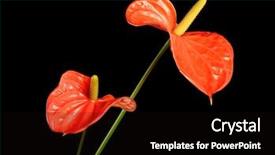  Presentation with tropical flowers - Colorful theme enhanced with beautiful tropical flowers on dark backdrop and a black colored foreground