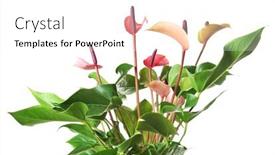  Presentation with tropical flowers - Amazing PPT layouts having beautiful-tropical-flowers-on-white backdrop and a pink colored foreground