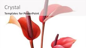  Presentation with tropical flowers - Slide deck enhanced with beautiful-tropical-flowers-on-white background and a sky blue colored foreground